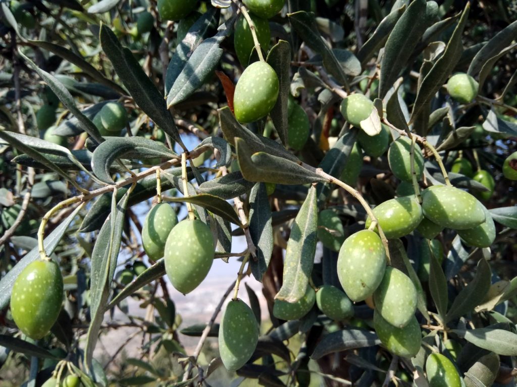 זיתים בנבי סמואל