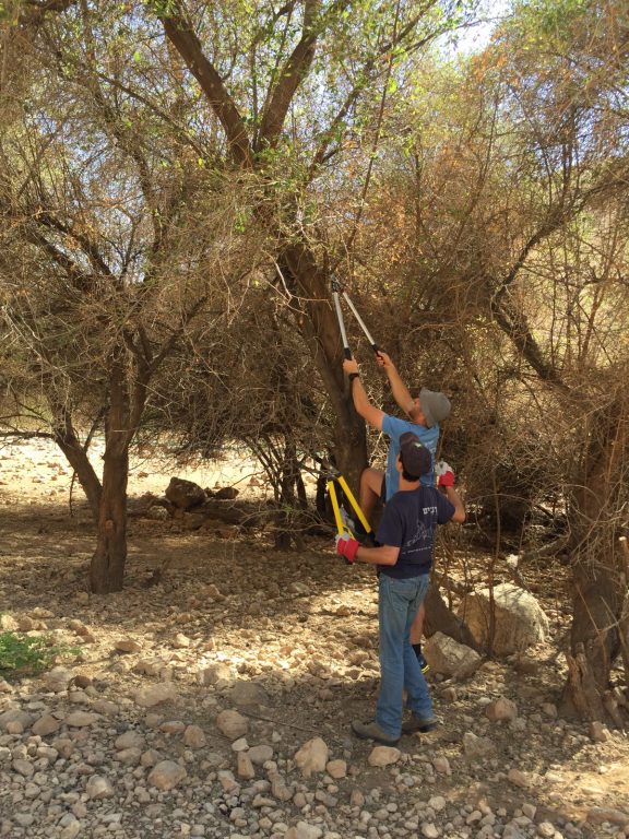 תלמידי המכינה גוזמים את עצי השיזף בשמורת טבע נחל פצאל צילמה מירי אלטשולר