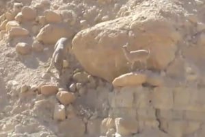 תיעוד המרדף המרתק בין הזאב לגדי של היעל - צילום מתן בוגומולסקי-רשות הטבע והגנים
