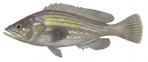 דקר אלכסנדרוני Epinephelus costae