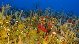 שמורת ים ראש כרמל