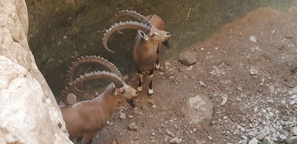 יעלים
