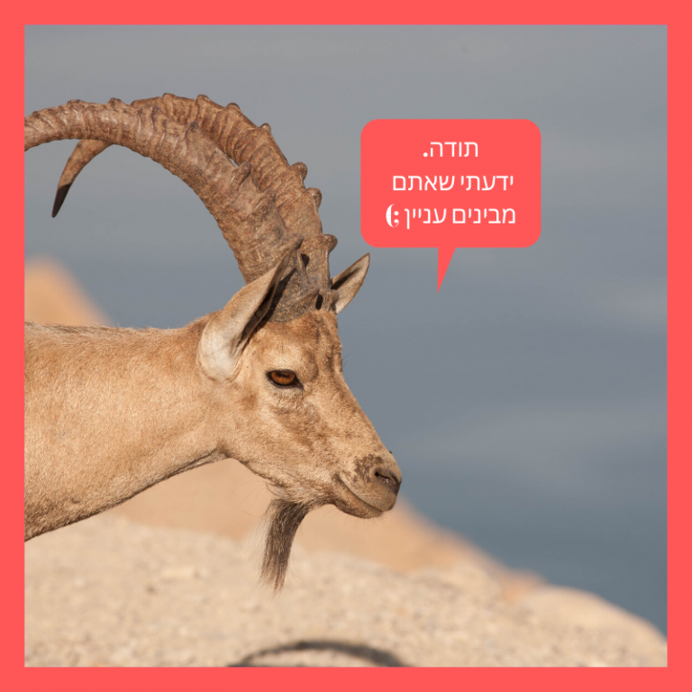 יעלים – כל מה שרציתם לדעת ולא סיפרו לכם - רשות הטבע והגנים