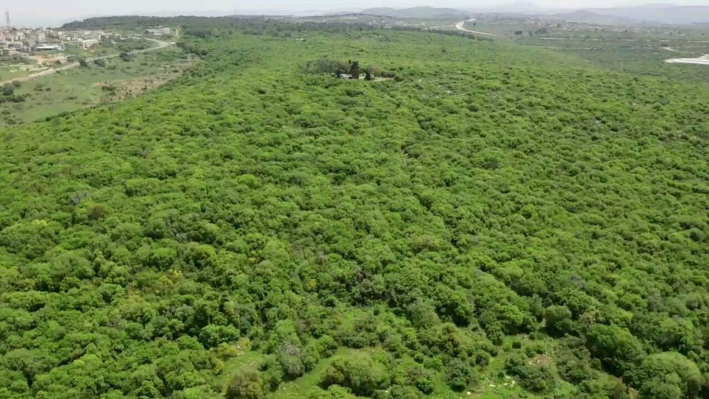 יער ריחן - צילום מתן מורד פקח מערב השומרון