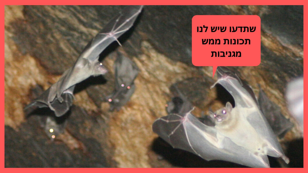 אסף צוער 4