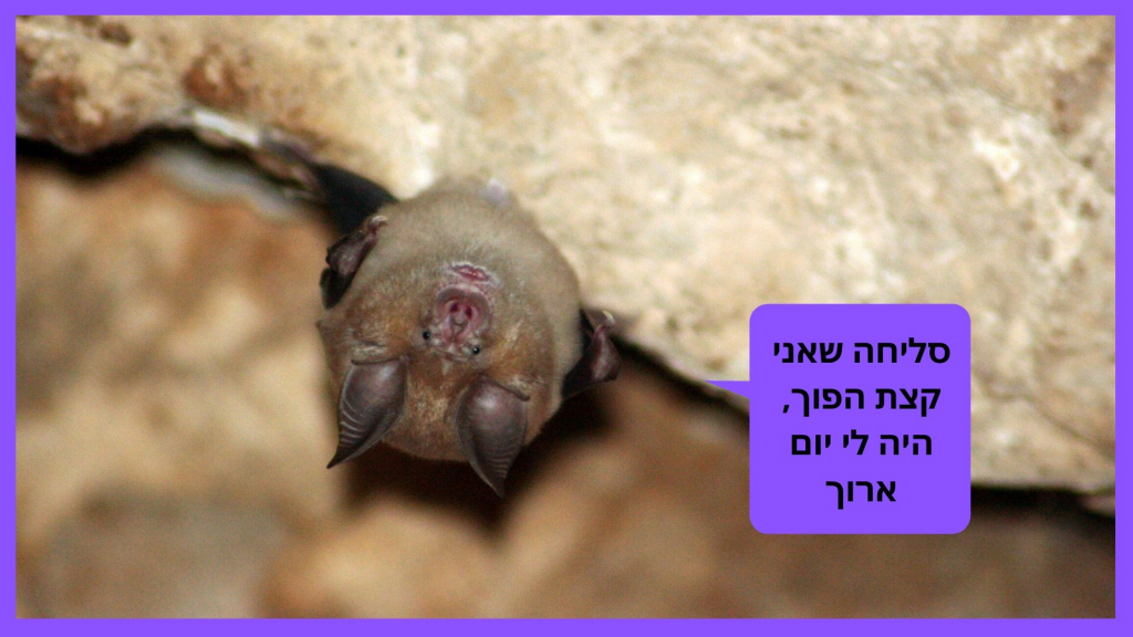 ברוק פנטון 2