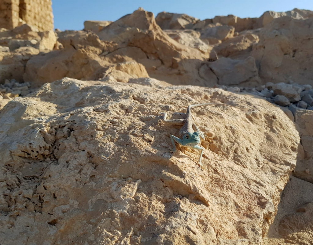 חרדון סיני בתקופת החיזור, בגן לאומי מצדה. צילמה טל חיוט רשות הטבע והגנים
