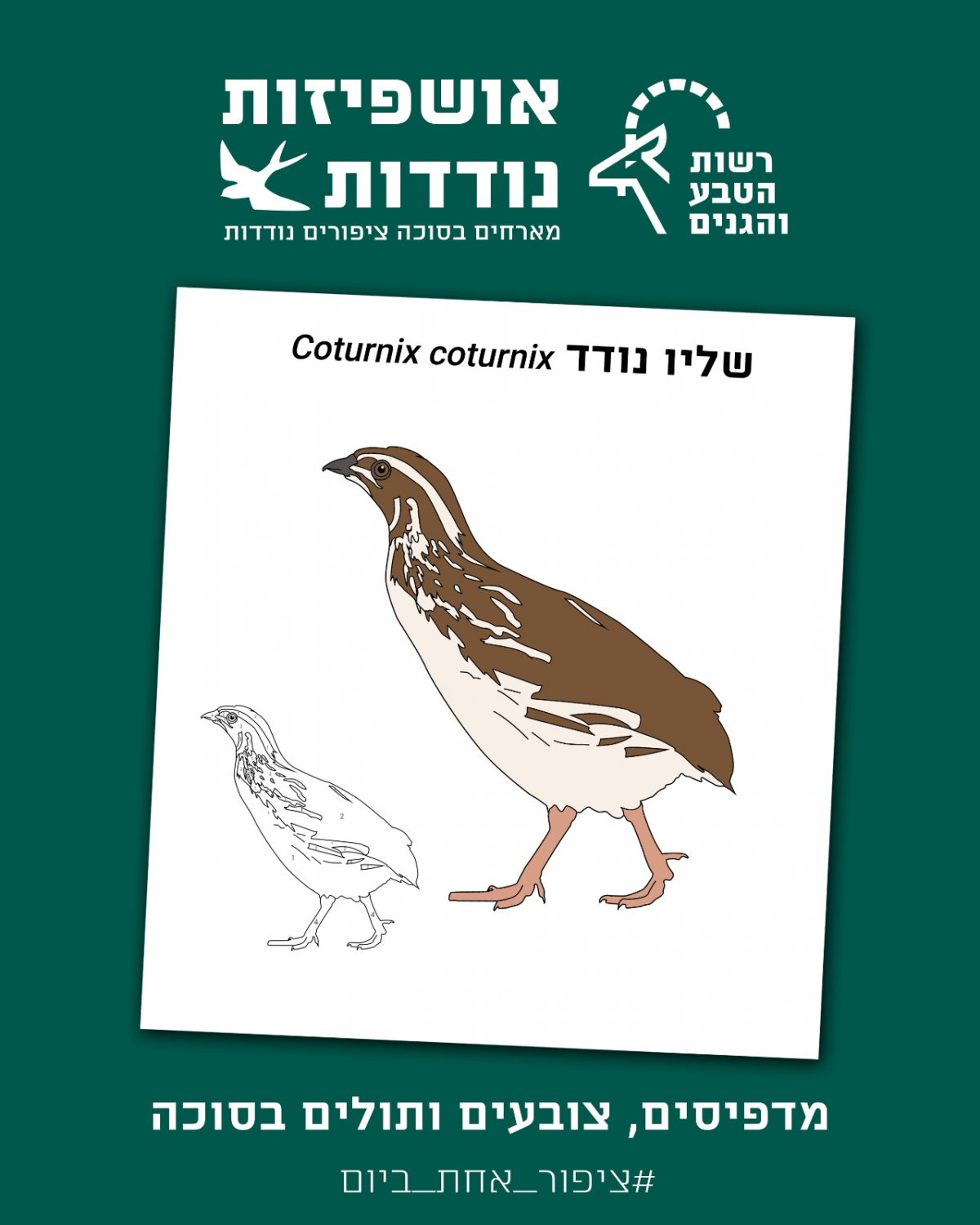 ציפורים נודדות בסלון - רשות הטבע והגנים