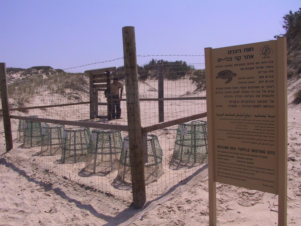 חווה להדגרת ביצי צבי ים. מאז החלה פעילות העתקת קנים, בקעו בחוות הדגרה ברחבי הארץ עשרות אלפי צבונים.צילום יריב מליחי