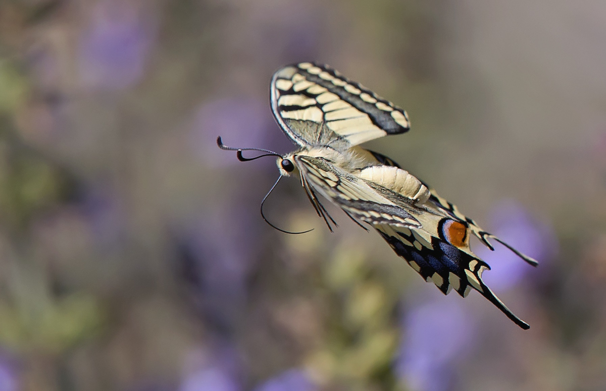 אפקט הפרפר - רשות הטבע והגנים