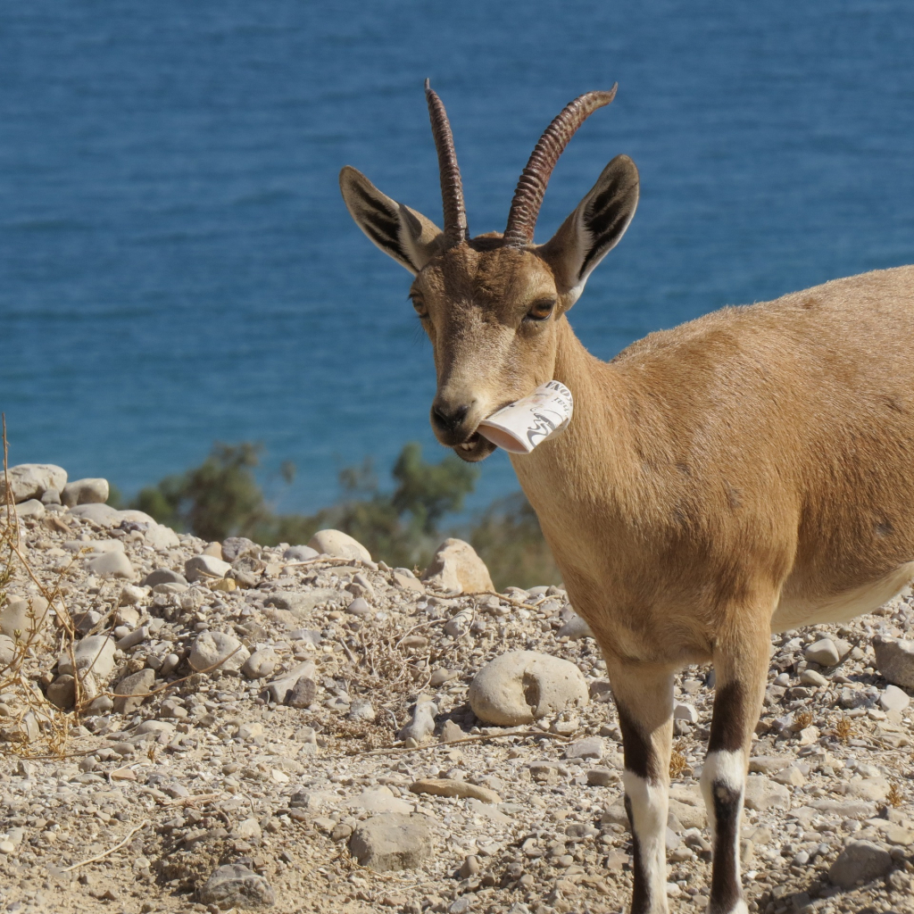 יעלה ניזונה מאשפה שהשאירו מטיילים במדבר יהודה-ארז ברוכי