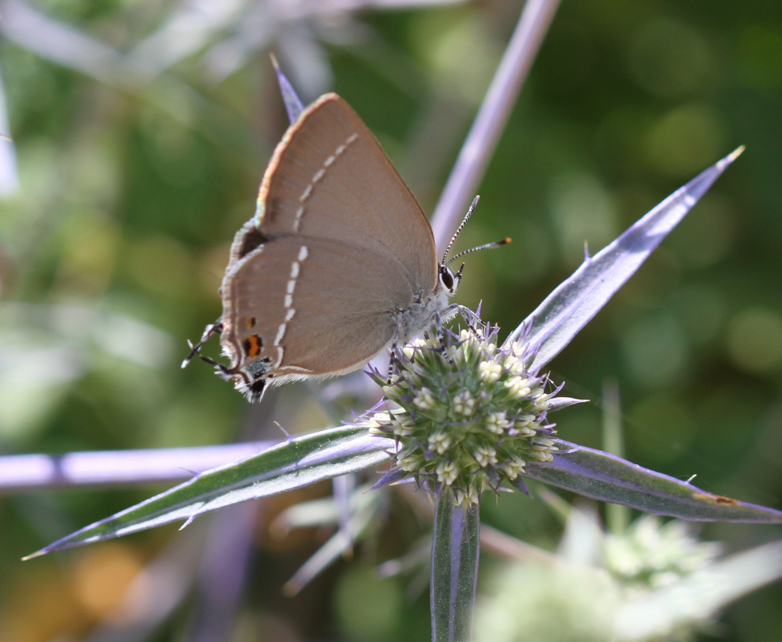 אוסף הפרפרים הגדול: הצצה פוטוגנית מרהיבה לפרפרי ארץ ישראל - רשות הטבע ...