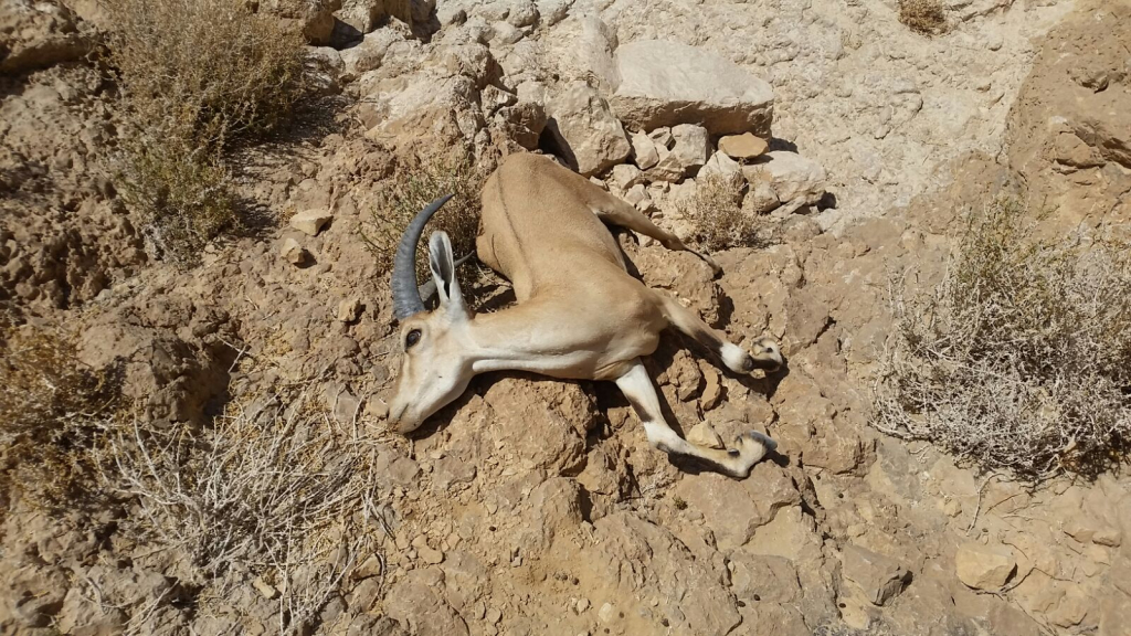 יעלה מתה שנמצאה בסמוך לנחל אשלים לאחר שזוהם- צילום מארק כץ