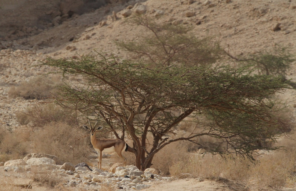 גודל אוכלוסיית הצבאים עשוי להעיד על מצב עצי השיטה- צילום דותן רותם