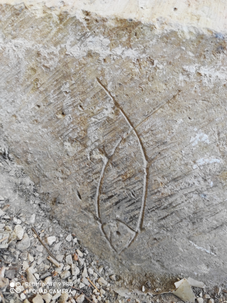 חרותת דג על אחד הקירות בנבי סמואל- צילום דוקטור רוית פרבר