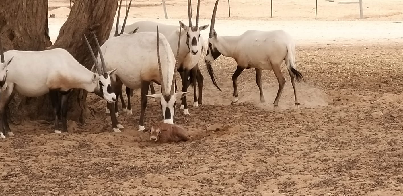 המלטה ראשונה של ראם לבן תועדה בזמן אמת על ידי פקח רשות הטבע והגנים ...