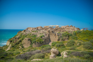 מנו גרינשפן אפולוניה (71)