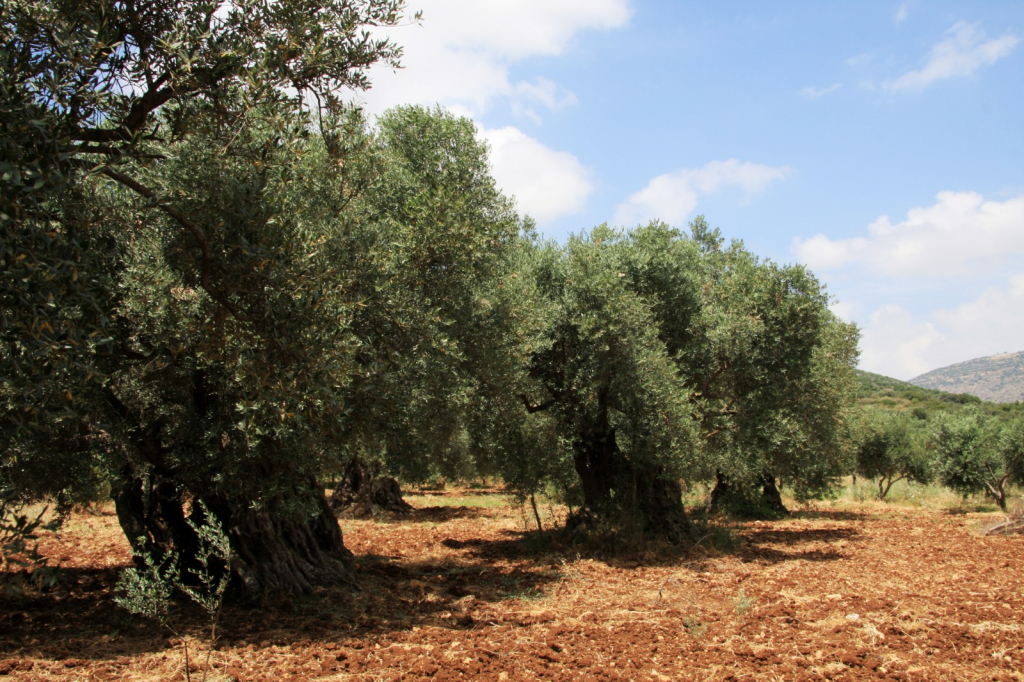 יעקב שקולניק (3)