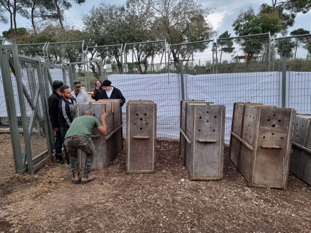 העברת האיילים ביער האיילים