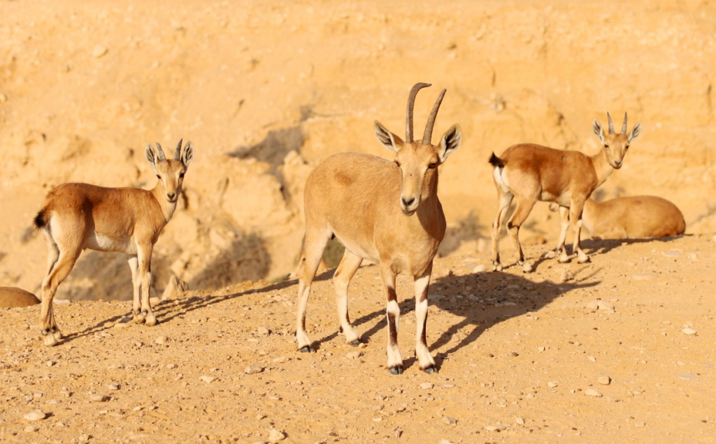 דוח העשור של מצב חיות הבר בישראל - רשות הטבע והגנים