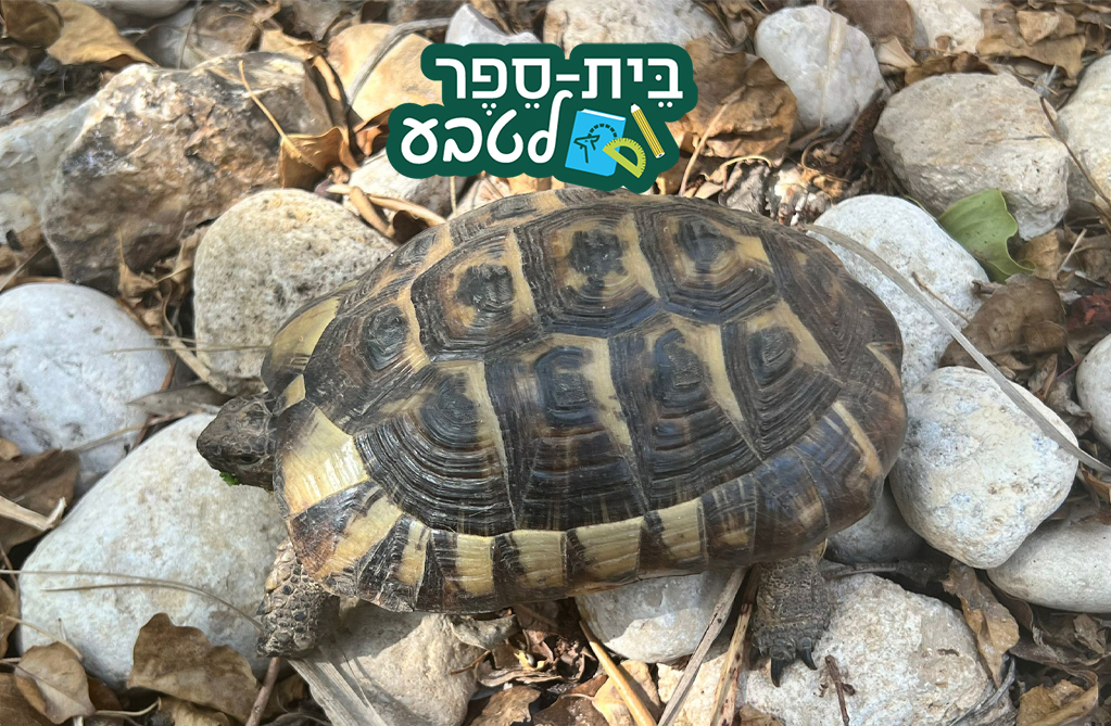 צב יבשה: בזכות השריון - רשות הטבע והגנים