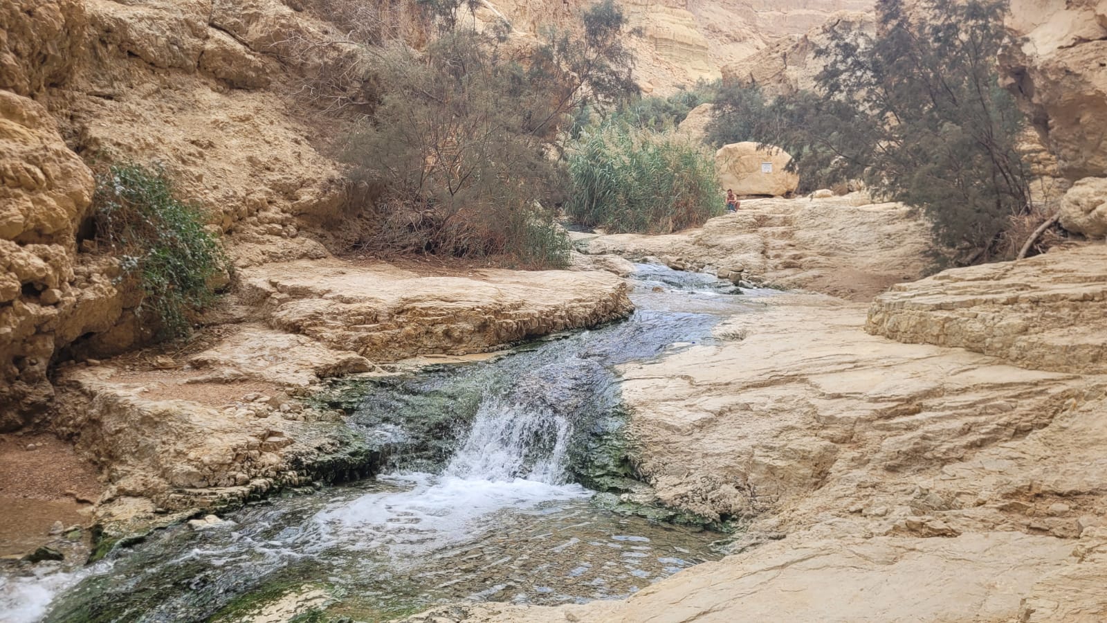 עין בוקק שמורת טבע במדבר יהודה עין בוקק – שמורת טבע מדבר יהודה רשות ...
