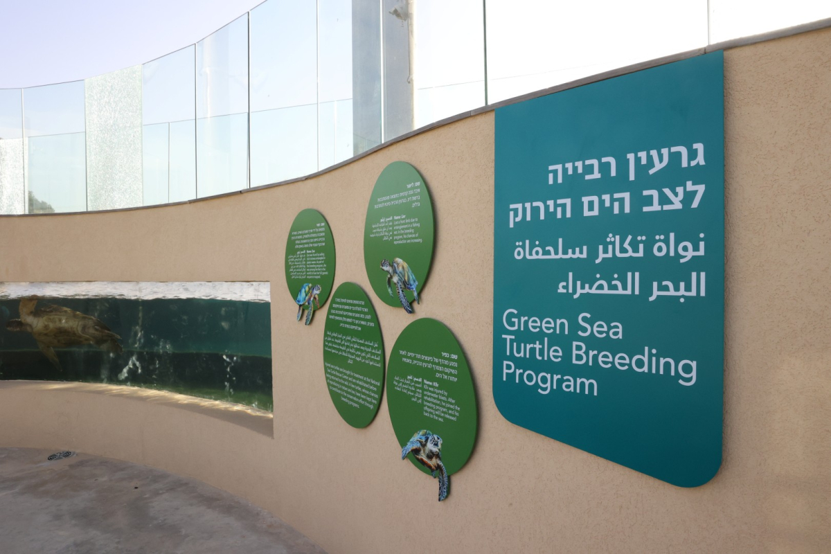 הראשון מסוגו בארץ: נפתח לקהל המרכז הארצי להצלת צבי הים - רשות הטבע והגנים